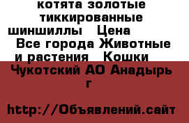 котята золотые тиккированные шиншиллы › Цена ­ 8 000 - Все города Животные и растения » Кошки   . Чукотский АО,Анадырь г.